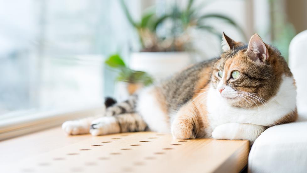A cat looks out a window.